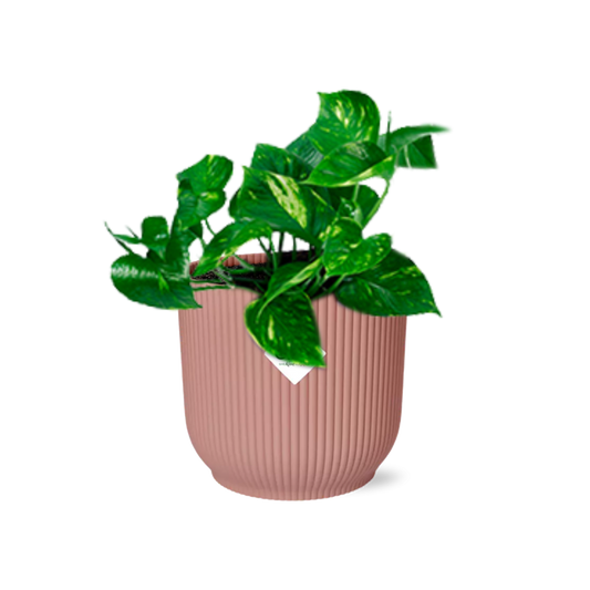 Epipremnum Pinnatum 'Aureum' in ELHO Vibes Fold 14 cm pink