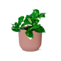 Epipremnum Pinnatum 'Aureum' in ELHO Vibes Fold 14 cm pink