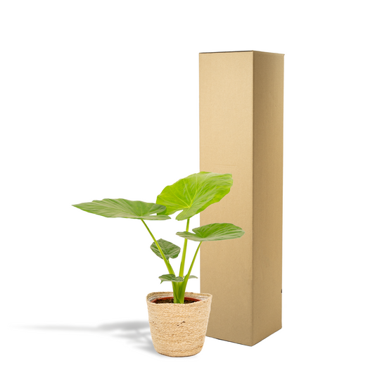 Alocasia Macrorrhiza (Elephant Ear) – Ø19cm ↕70cm + Basket Selin | Average maintenance