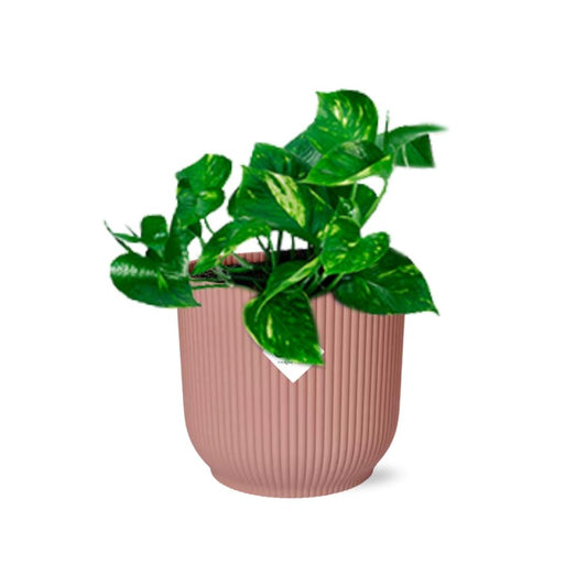 Epipremnum Pinnatum 'Aureum' in ELHO Vibes Fold 14 cm pink