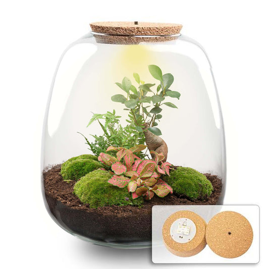 🌿💡 DIY Terrarium Emma – Bonsai Red + LED – 25×23 cm