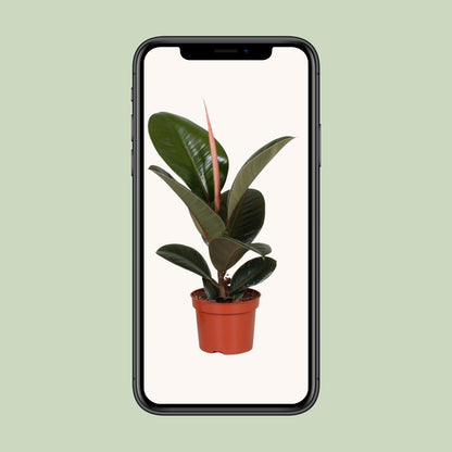 Ficus Elastica Robusta (Rubber Plant) – Ø12cm ↕35cm | Easy maintenance