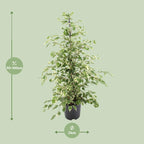 Ficus benjamina Twilight – Ø21cm ↕95cm | Gemiddeld onderhoud