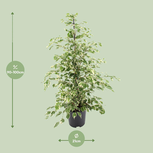 Ficus benjamina Twilight – Ø21cm ↕95cm | Average maintenance