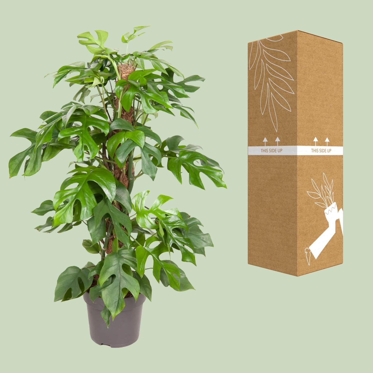Monstera Minima - Ø19cm - ↕80cm | The design climber – Easy maintenance