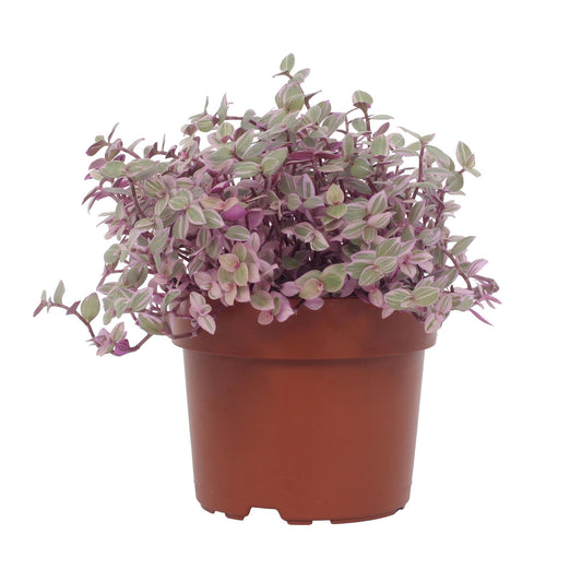 Callisia Repens 'Rosato' – Ø12cm ↕16cm | Easy care