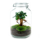 🌿 DIY Terrarium Jar – Ficus Ginseng Bonsai – 28 cm