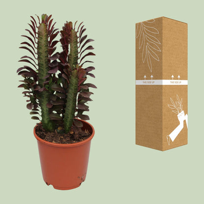 Euphorbia trigona 'Rubra' – Ø12cm ↕40cm | Easy care