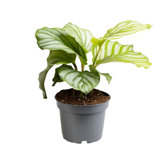 Calathea Orbifolia - Ø12cm - ↕25cm | The Zen Peacock Fan – Challenging Maintenance