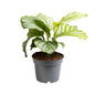 Calathea Orbifolia - Ø12cm - ↕25cm | The Zen Peacock Fan – Challenging Maintenance