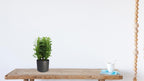 Euphorbia trigona (Afrikaanse Melkboom) – Ø12cm ↕40cm | Makkelijk onderhoud