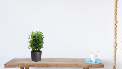 Euphorbia trigona (African Milk Tree) – Ø12cm ↕40cm | Easy maintenance