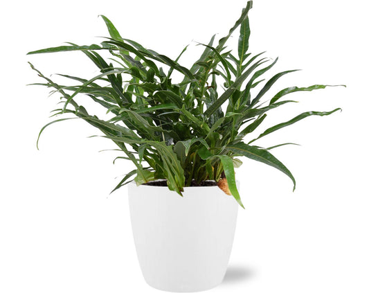 Aglaomorpha coronans – Ø17cm ↕45cm + Pot Brussels D18x17cm (White) | Average maintenance