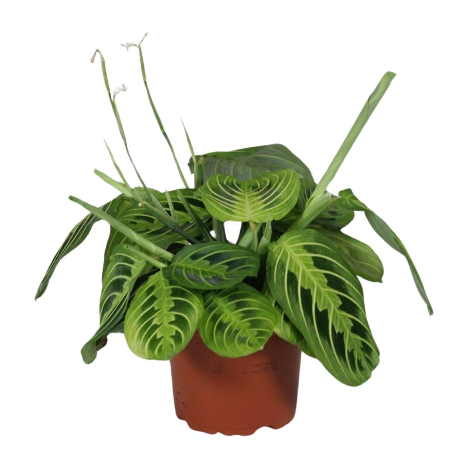 Maranta Leuconeura Fascinator Lemon Lime (Biddende Plant) – Ø12cm ↕30cm | Gemiddeld onderhoud