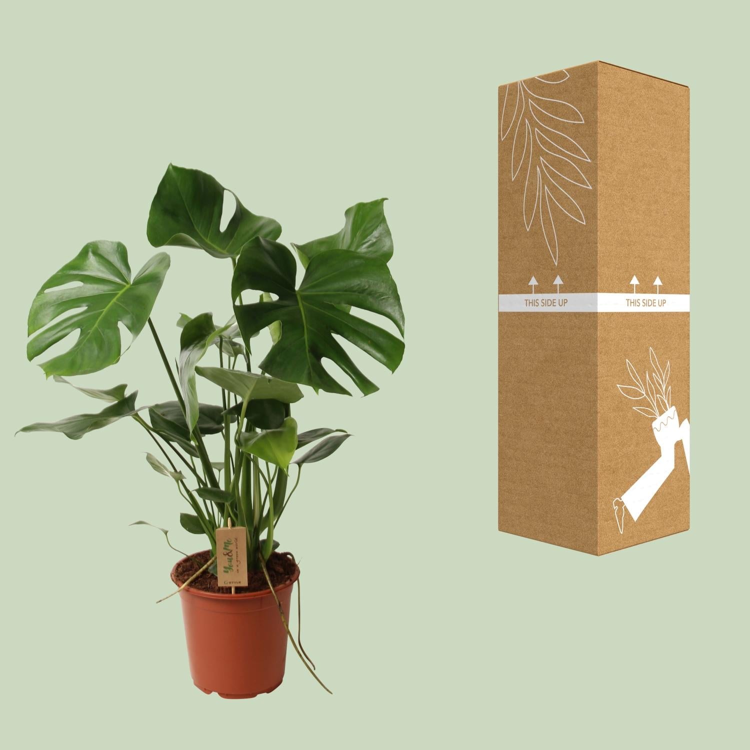 Monstera deliciosa P21 – Ø21cm ↕60cm | Average maintenance