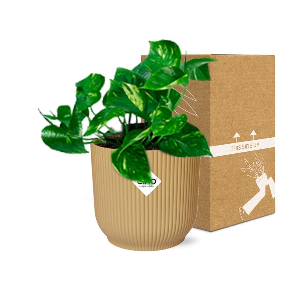 Epipremnum Pinnatum 'Aureum' in ELHO Vibes Fold 14cm yellow | Golden climbing friend – Average maintenance
