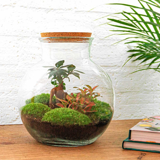 🌿🛠️ DIY Terrarium Teddy – Bonsai – 26,5 cm – Inclusief harkje & schepje