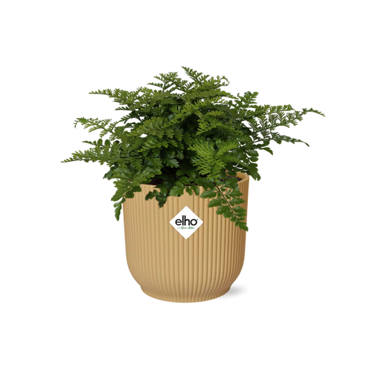 Asplenium 'Parvati' in ELHO Vibes Fold 14cm yellow | Curls with character – Average maintenance