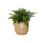 Asplenium 'Parvati' in ELHO Vibes Fold 14cm yellow | Curls with character – Average maintenance