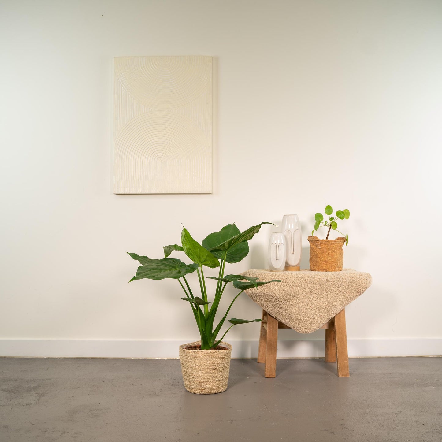 Alocasia Cucullata (Elephant Ear) – Ø19cm ↕65cm + Basket Selin | Average maintenance
