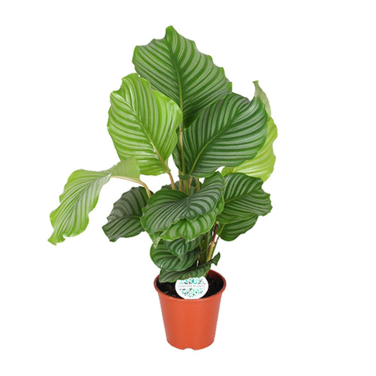 Calathea Orbifolia (Peacock Plant) – Ø17cm ↕60cm | Average maintenance