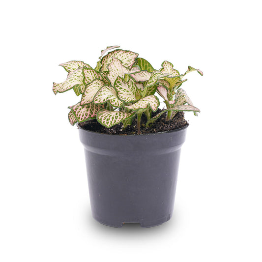Fittonia Pink Tiger – Ø8cm ↕10cm | Average maintenance