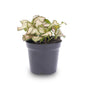 Fittonia Pink Tiger – Ø8cm ↕10cm | Average maintenance