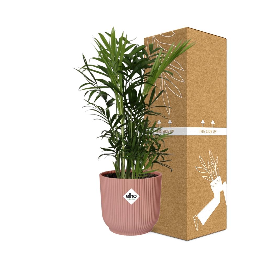 Chamaedorea Elegans in ELHO Vibes Fold 14 cm pink
