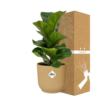 Ficus Lyrata 'Bambino' in ELHO Vibes Fold 14 cm yellow