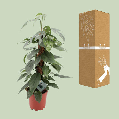 Epipremnum pinnatum 'Cebu Blue' - Ø17cm - ↕60cm | The steel-blue garland – Easy to maintain