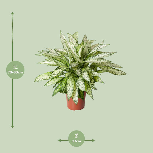 Dieffenbachia Vesuvius - Ø27cm - ↕80cm | The volcano in velvet – Average maintenance