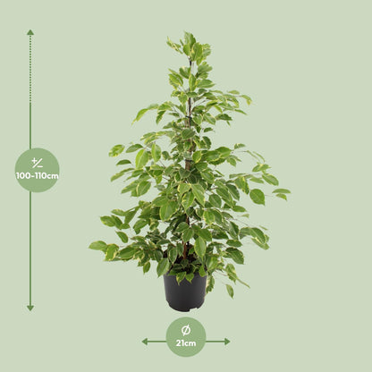 Ficus benjamina Golden King – Ø21cm ↕95cm | Average maintenance