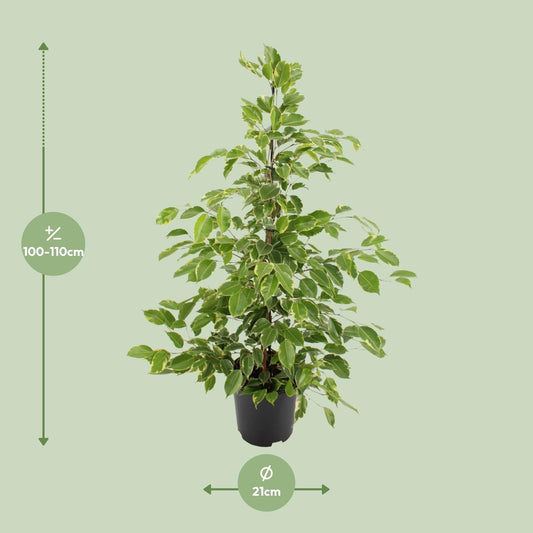 Ficus benjamina Golden King – Ø21cm ↕95cm | Average maintenance
