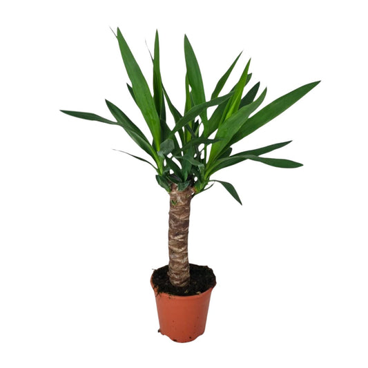 Yucca – Ø14 cm – ↕60 cm