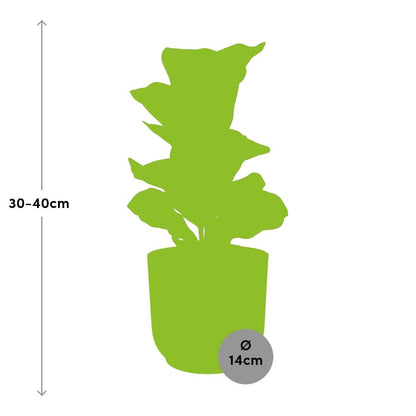 Ficus Lyrata 'Bambino' in ELHO Vibes Fold 14 cm yellow
