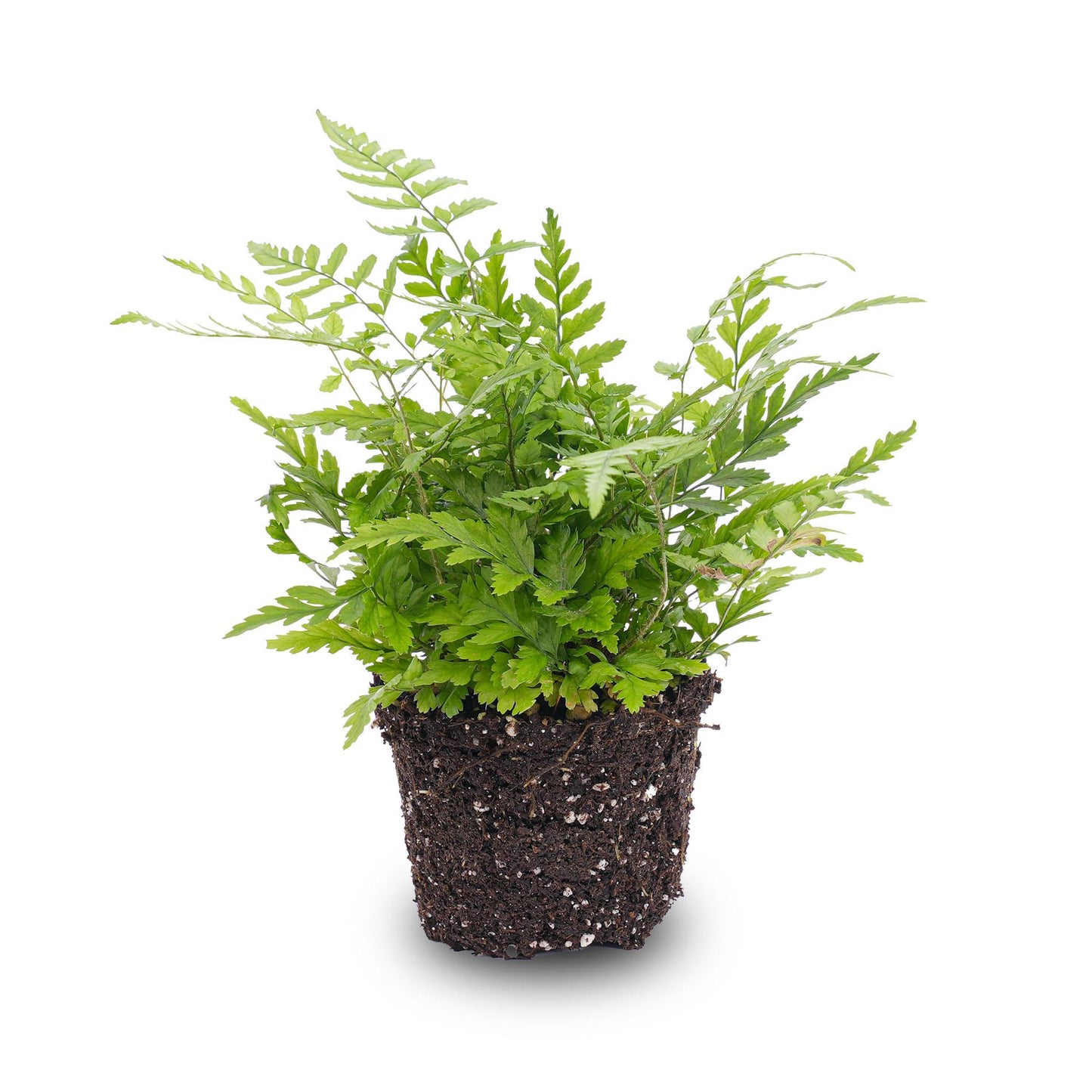 Fern – Athyrium spicatum – Terrarium plant – Pot size 6 | The forest breeze mini – Easy maintenance