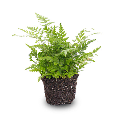 Fern – Athyrium spicatum – Terrarium plant – Pot size 6 | The forest breeze mini – Easy maintenance