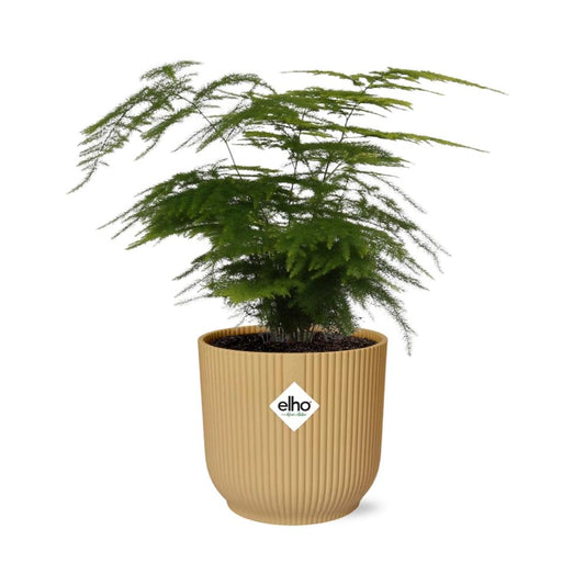 Asparagus Setaceus 'Plumosus' in ELHO Vibes Fold 14 cm yellow