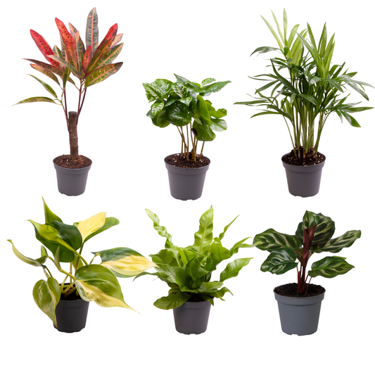 Baby Plant Surprise Box – Ø6cm ↕12cm – x6 | Easy Care