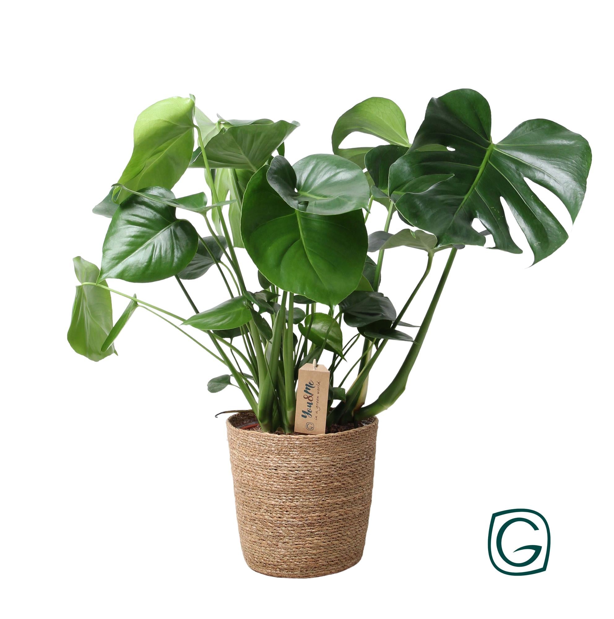 Monstera in Natural Basket – Ø21cm ↕60cm | Average maintenance