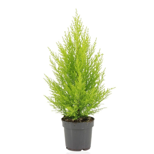 Cupressus Macrocarpa 'Goldcrest Wilma' – Ø14cm ↕55cm | Easy care
