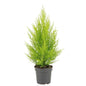 Cupressus Macrocarpa 'Goldcrest Wilma' – Ø14cm ↕55cm | Easy care