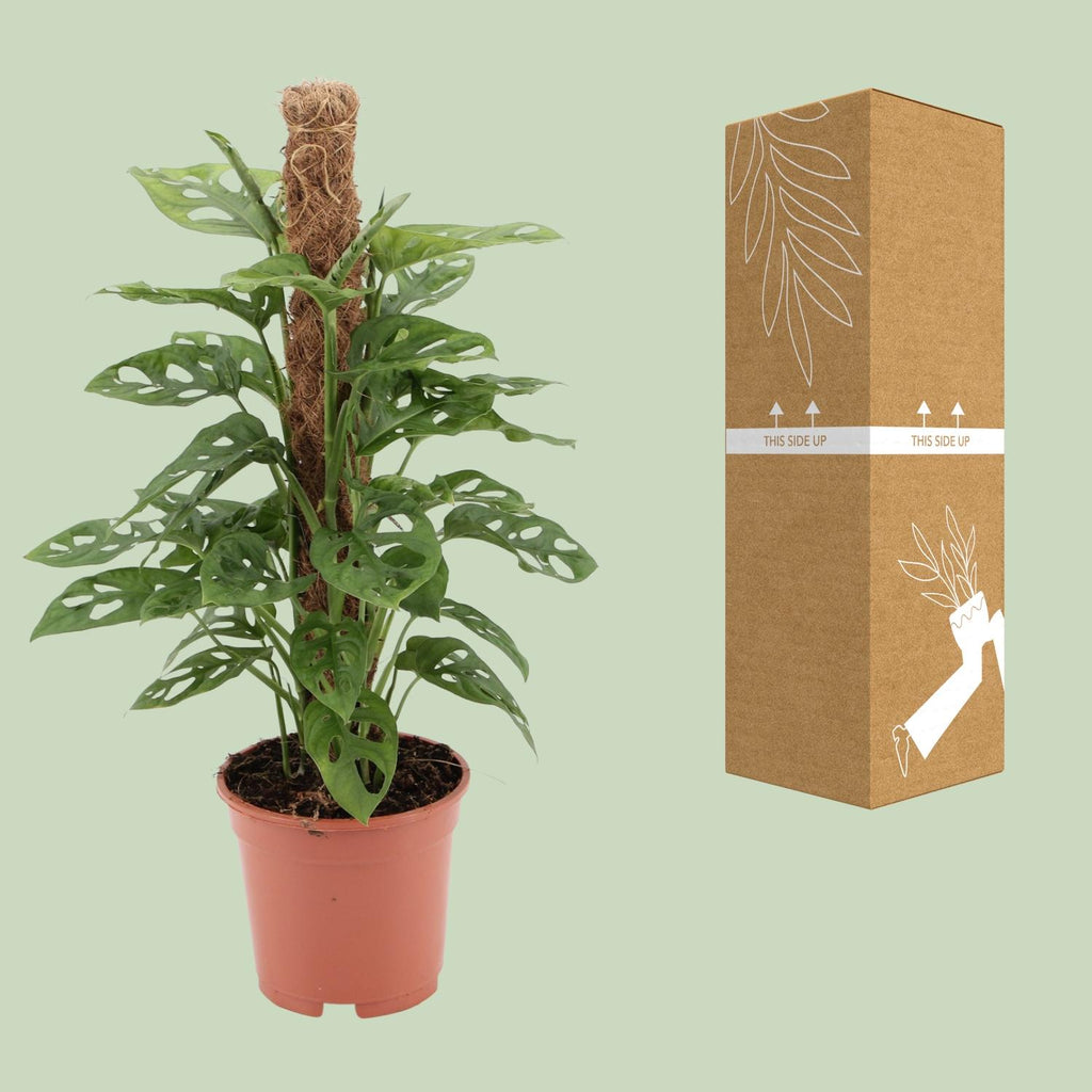 Monstera monkey - Ø17cm - ↕60cm | The jungle ninja – Easy maintenance