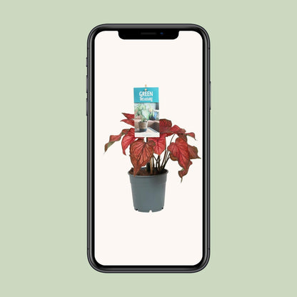Caladium Red – Ø12cm ↕25cm | Angel wings with attitude – Challenging maintenance
