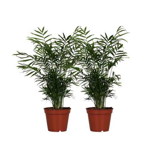 Chamaedorea elegans – 2 pieces – Ø17cm ↕55cm | Easy care
