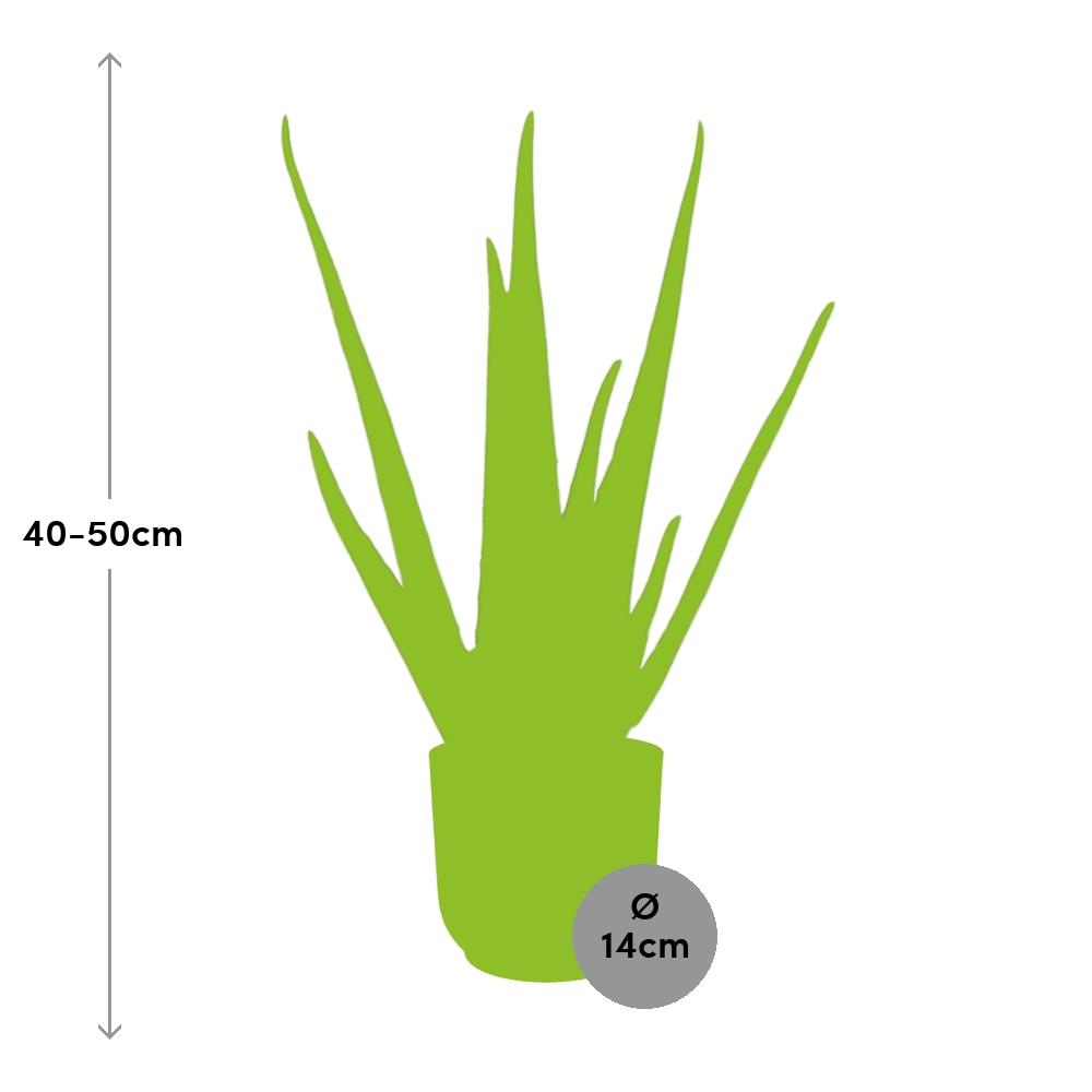 Aloe Vera 12cm in ELHO Vibes Fold 14cm yellow | The down-to-earth nurse – Easy maintenance