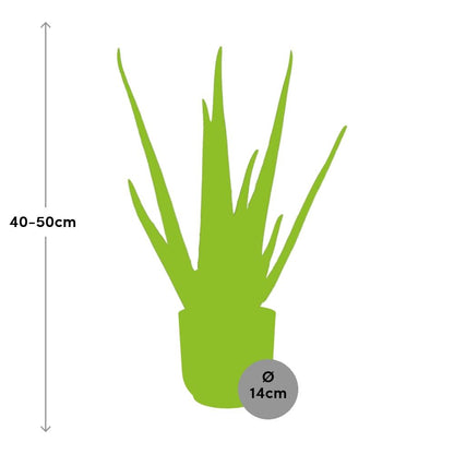 Aloe Vera 12cm in ELHO Vibes Fold 14cm yellow | The down-to-earth nurse – Easy maintenance