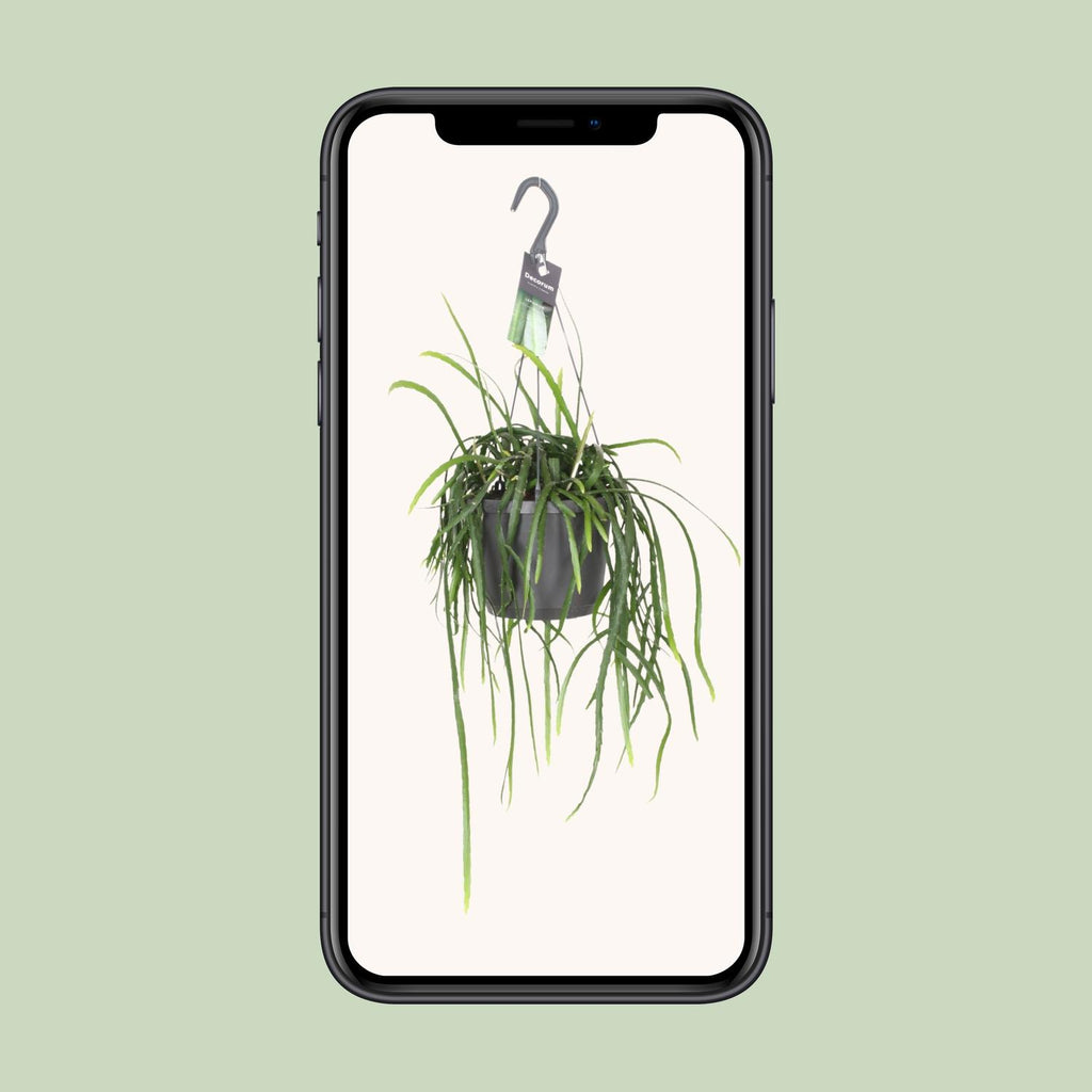Lepismium Bolivianum – Hanging Forest Cactus Ø17 cm ↕40 cm