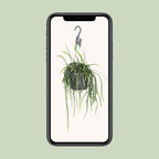 Lepismium Bolivianum – Hanging Forest Cactus Ø17 cm ↕40 cm
