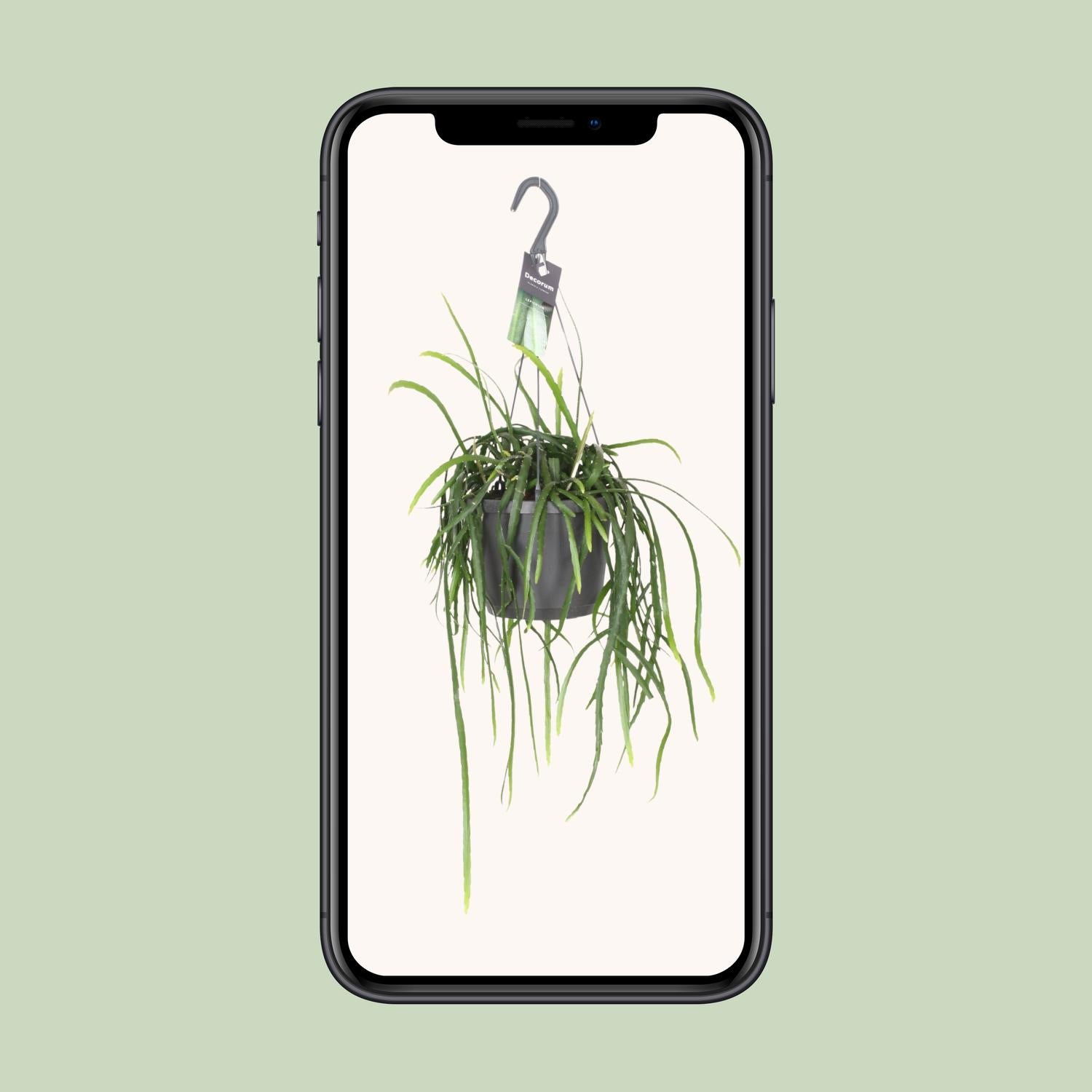 Lepismium Bolivianum – Hanging Forest Cactus Ø17 cm ↕40 cm